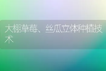 大棚草莓、丝瓜立体种植技术