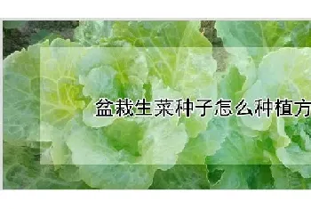 盆栽生菜种子怎么种植方法