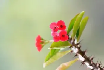 虎刺梅致癌真的假的,辟谣虎刺梅到底有没有毒性危险?