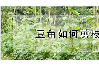 豆角如何剪枝