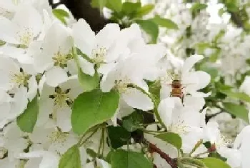 苹果树的花是什么颜色,长什么形状样子?