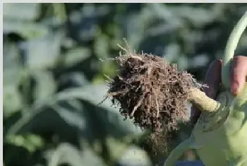 苤蓝种植高产管理方法技术