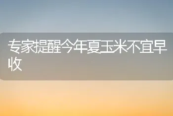 专家提醒今年夏玉米不宜早收