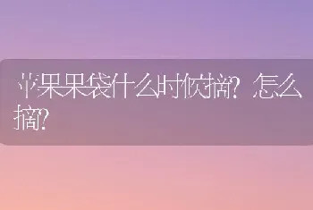 苹果果袋什么时候摘?怎么摘?