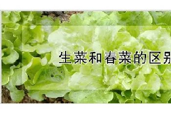 生菜和春菜的区别