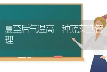 夏至后气温高 种蔬菜勤管理