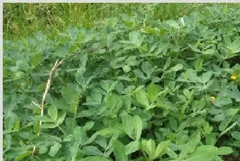 秋花生高产种植技术