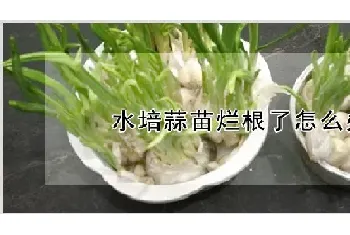 水培蒜苗烂根了怎么办