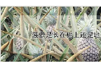 菠萝是长在树上还是地上