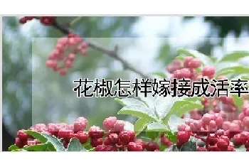 花椒怎样嫁接成活率高