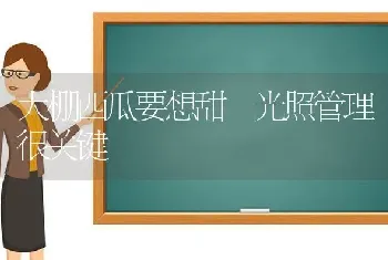 大棚西瓜要想甜 光照管理很关键