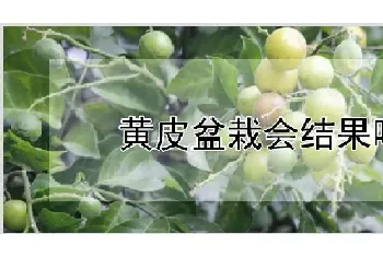 黄皮盆栽会结果吗