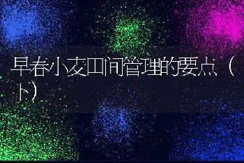 早春小麦田间管理的要点(下)