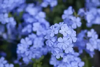 蓝雪花怕冷吗,冬天怕冻吗?蓝雪花怕冷吗,冬天的养殖方法和注意事项