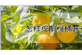 怎样控制柑橘开花