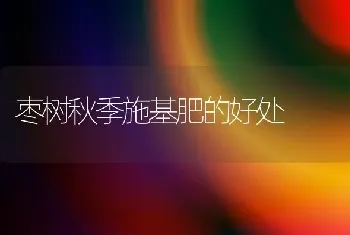 枣树秋季施基肥的好处