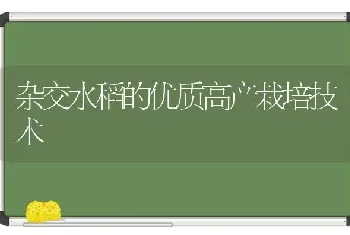 杂交水稻的优质高产栽培技术