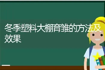 冬季塑料大棚育雏的方法及效果