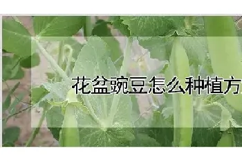 花盆豌豆怎么种植方法