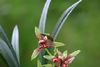 兰花多久开花一次,从种植到开花要多长时间?