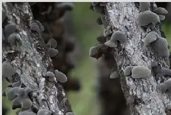 椴木木耳怎么种？七步教你种出高产高质木耳！