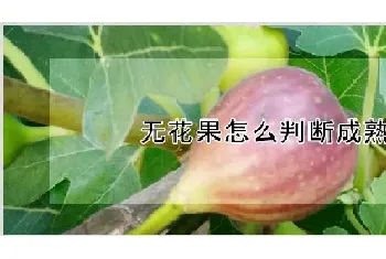 无花果怎么判断成熟