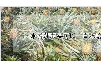 水养菠萝头可以一直水培吗