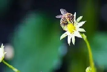 草莓花期管理方法与要点?