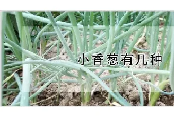 小香葱有几种