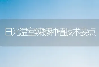 日光温室辣椒种植技术要点