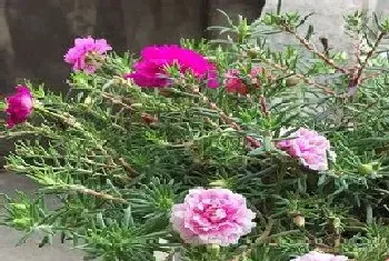 太阳花耐旱吗,是抗旱植物吗?