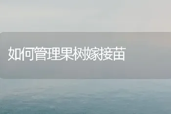 如何管理果树嫁接苗