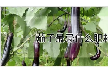 茄子最忌什么肥料