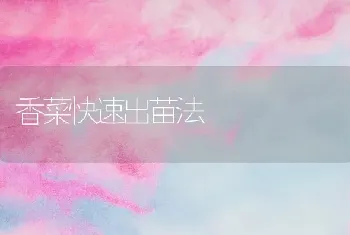 香菜快速出苗法