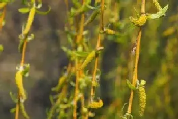 柳树是被子植物吗?柳树植物学介绍