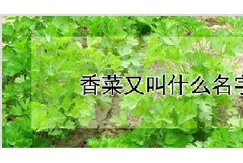 香菜又叫什么名字