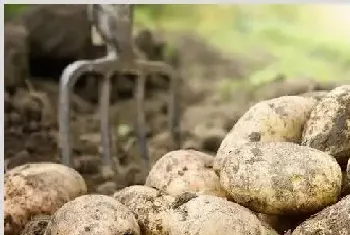 让土豆增产的种植管理技巧有哪些？