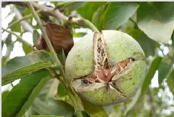 核桃除草不伤害树放方法