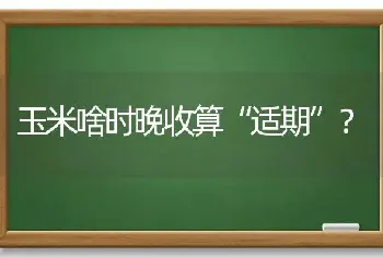 玉米啥时晚收算“适期”?