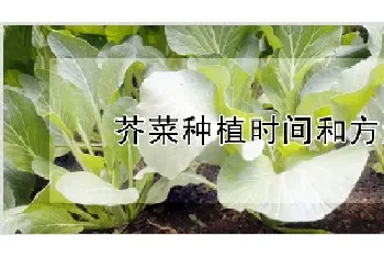 芥菜种植时间和方法