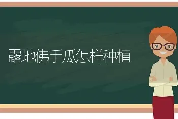 露地佛手瓜怎样种植