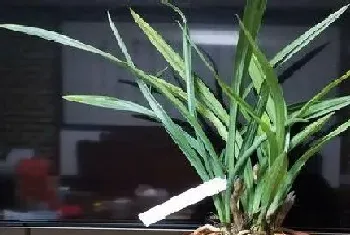 兰花是多年生植物吗?