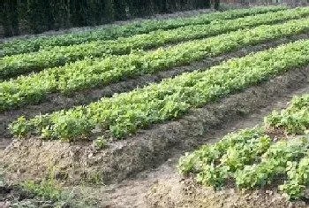 花生田有飞蛾怎么处理灭杀,成虫小飞蛾用什么农药杀死?