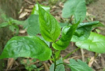 九干菜的功效与作用详解