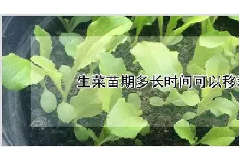 生菜苗期多长时间可以移栽