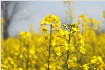 小雪前后油菜的田间管理要点