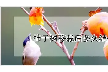 柿子树移栽后多久结果