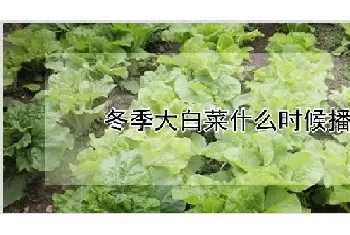 冬季大白菜什么时候播种