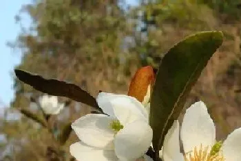 含笑花花期多长时间?含笑花的功效与作用