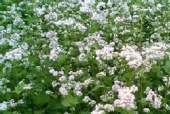 荞麦花什么时候开花,在什么季节开花?